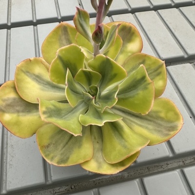 Echeveria sunset peony variegata 12cm
