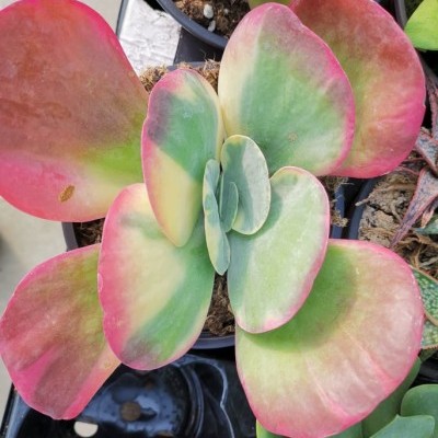 kalanchoe variegata v.13cm