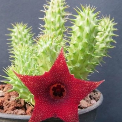 Huernia aspera 8,5cm