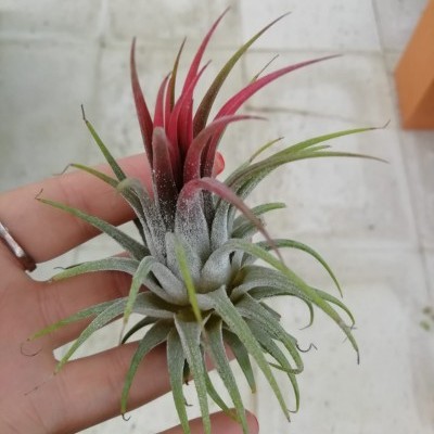 Tillandsia ionantha red