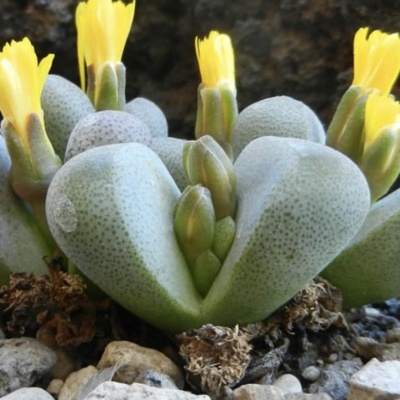 Tanquana prismaticos