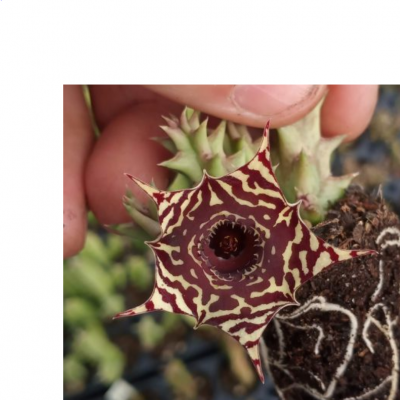 Huernia Hybrida S85