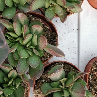 Plantas suculentas em vasos castanhos sobre superfície branca