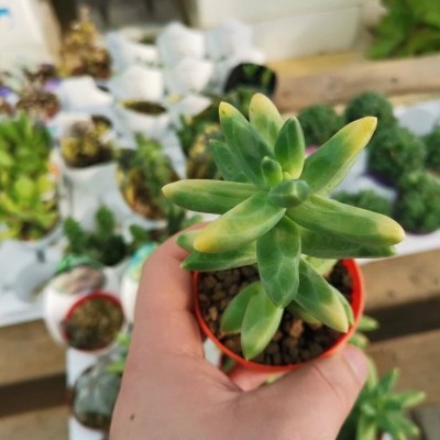 Planta suculenta verde em vaso vermelho segurada por mão, outras plantas desfocadas ao fundo