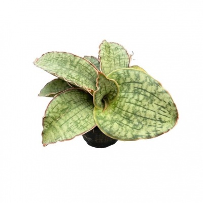 Planta com folhas verdes largas e margens vermelhas em vaso preto