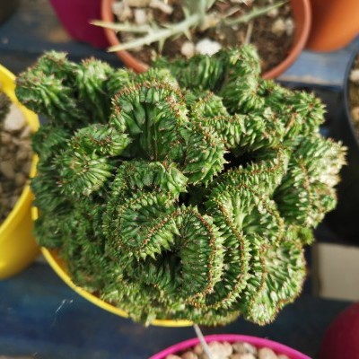 Cacto verde em vaso amarelo com outros vasos coloridos próximos