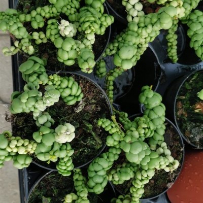 Dischidia dragon jade v.5,5cm