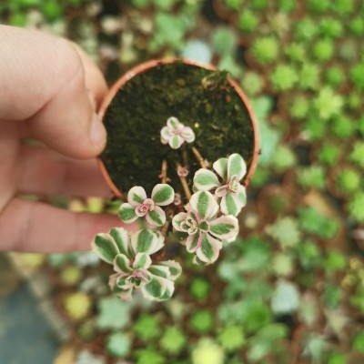Vaso pequeno com planta suculenta verde e rosa na mão