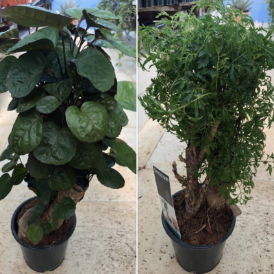 Polyscias fruticosa (casal) - PLANTAS DA FELICIDADE