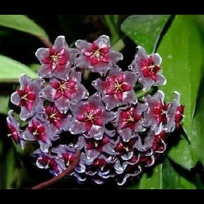 Cacho de pequenas flores roxas com centro vermelho e folhas verdes ao fundo