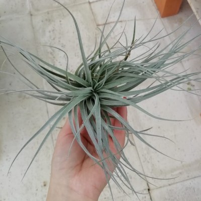 Tillandsia c/arame
