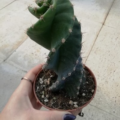 Cereus Forbesii Spiralis v.10,5cm