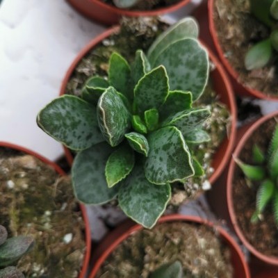 Adromischus Hybrid V.8,5cm