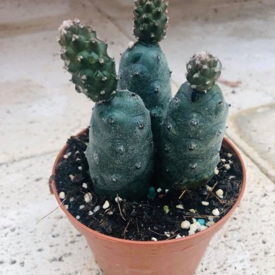 Thephrocactus turpinii v.10,5cm