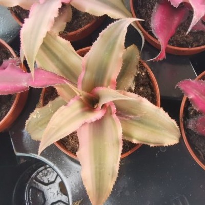 Cryptanthus 5,5cm