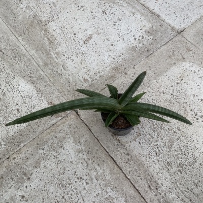 Sansevieria "Tiara Longhorn"