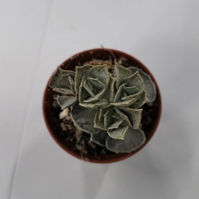 Kalanchoe rombophilosa 5,5cm