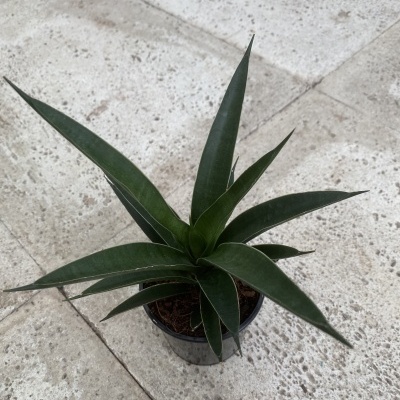 Sansevieria "Comet Amazon Green"