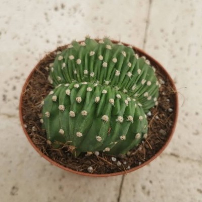 Echinopsis subdenudata cristata v.10,5cm