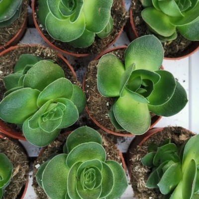 Plantas suculentas verdes em vasos de plástico castanho com terra