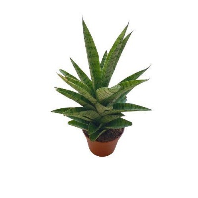 Sansevieria "Tough Lady"