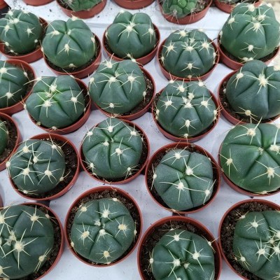 Gymnocalcium horstii v.5,5cm