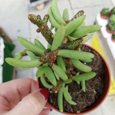 Tylecodon bucholzianus v.8,5cm