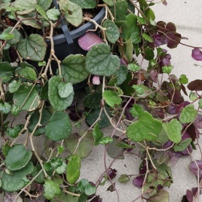 Planta pendente com folhas verdes e roxas em vaso preto sobre pavimento claro