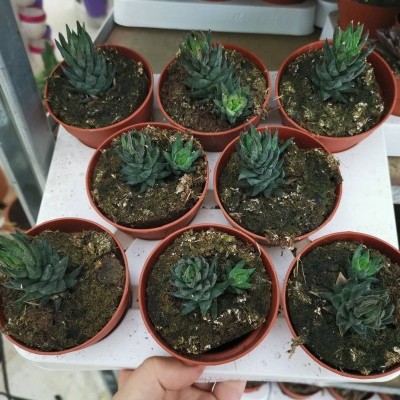 Oito suculentas verdes em vasos castanhos em duas filas sobre mesa branca