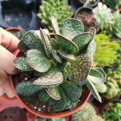 Adromischus maculatus
