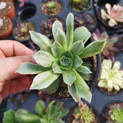Aeonium taeyang V.8,5cm