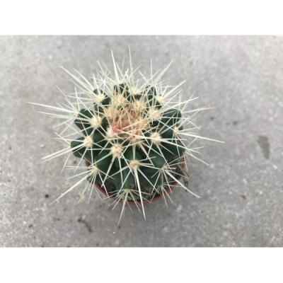 Echinocactus grussonii 5,5cm