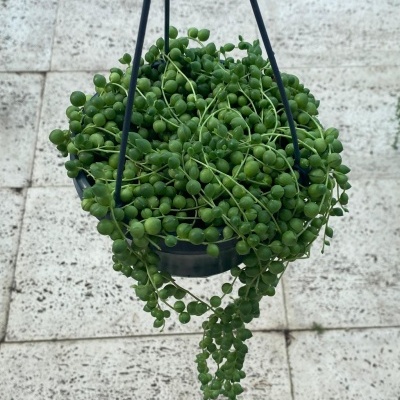 Vaso preto suspenso com planta pendente de folhas verdes redondas pequenas