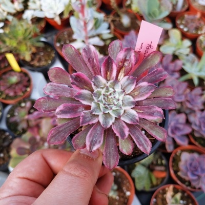 Aeonium ecstasy 8,5cm
