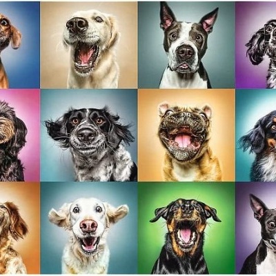PUZZLE PREMIUM QUALITY RETRATOS DE CÃES ENGRAÇADOS - 1000 PEÇAS TREFL