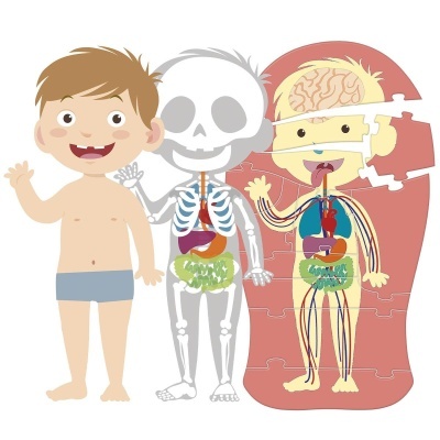 O CORPO HUMANO CLEMENTONI