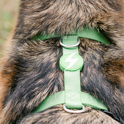 BACK HARNESS SOLID GREEN