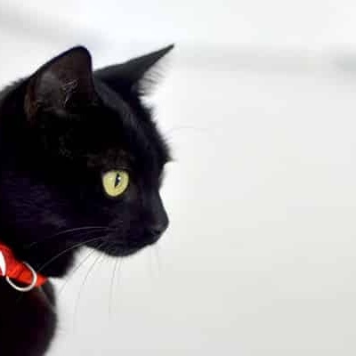 Gato preto com coleira vermelha e fivela preta