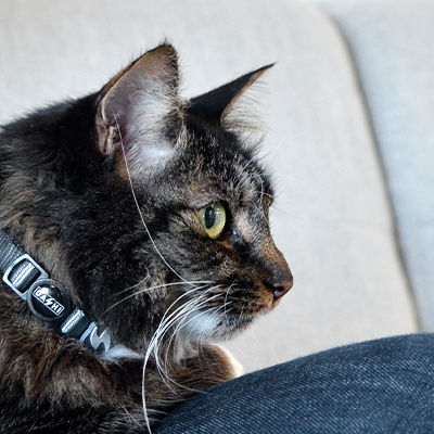 COLEIRA GATO SOLID GREY