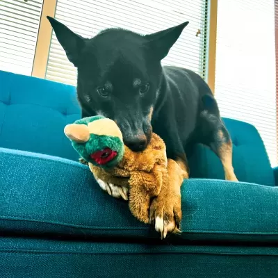 KONG Wild Low Stuff Pheasant