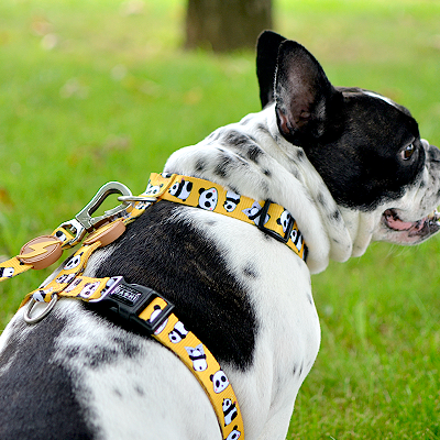 Cão com trela e peitoral amarelo com padrão de ossos e patas num relvado verde