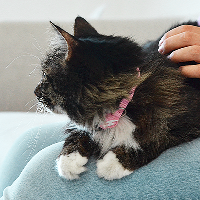 COLEIRA GATO SOLID BABY PINK