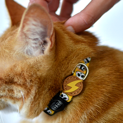 Gato laranja com coleira preta e medalhão amarelo e castanho
