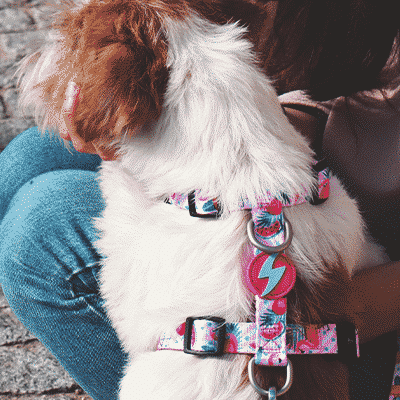 BACK HARNESS FLAMINGO