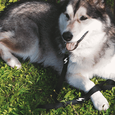 Cão husky siberiano deitado na relva com coleira preta ao lado de uma cerca de madeira