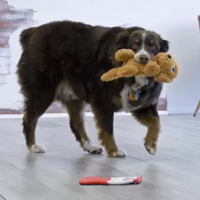 KONG Comfort Pups Goldie