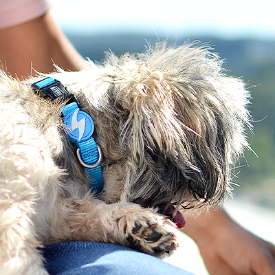 Coleira SOLID SKY BLUE