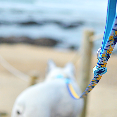 Coleira azul e amarela com padrão floral presa a um cão branco de costas na praia.