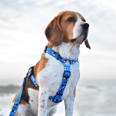 Cão Beagle com peitoral e trela azuis junto ao mar em dia nublado