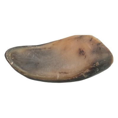 Pedaço de chifre natural castanho em fundo branco